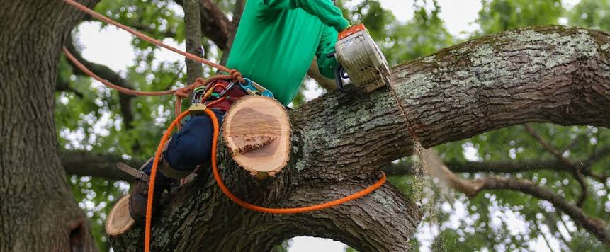 Tree Cutting Service