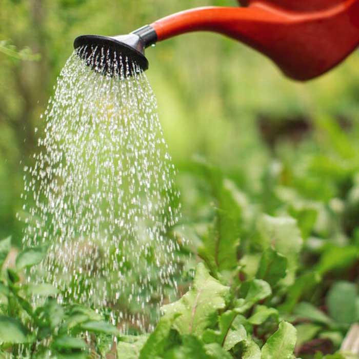 gardening