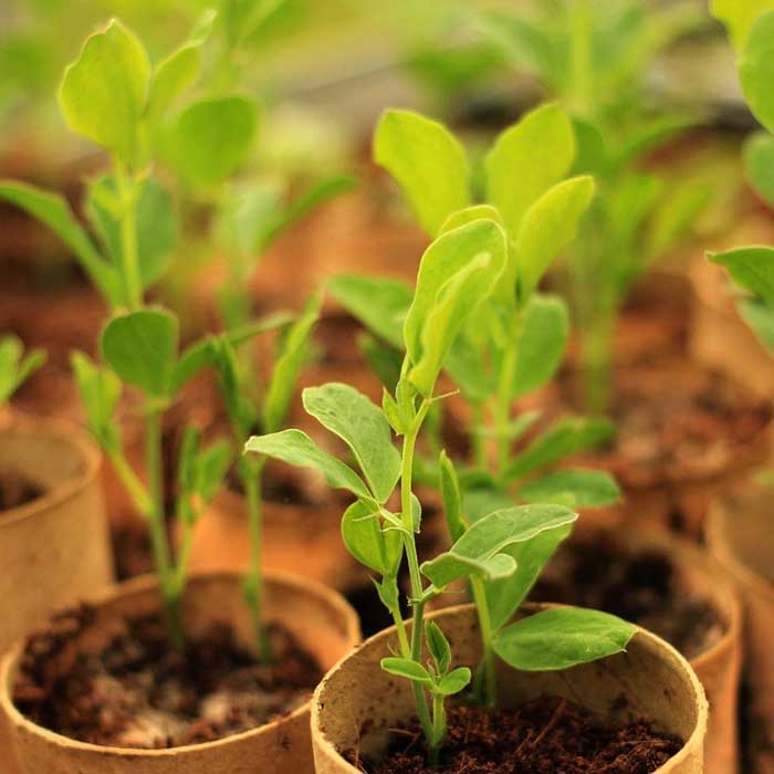 Planting and Tree Services in Nairobi